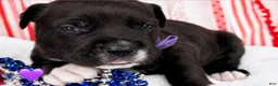 Mixed Breed dogs for sale: American Corso purple collar - Ad 5