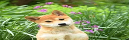 Shiba Inu dogs for sale: Daisy  - Ad 4