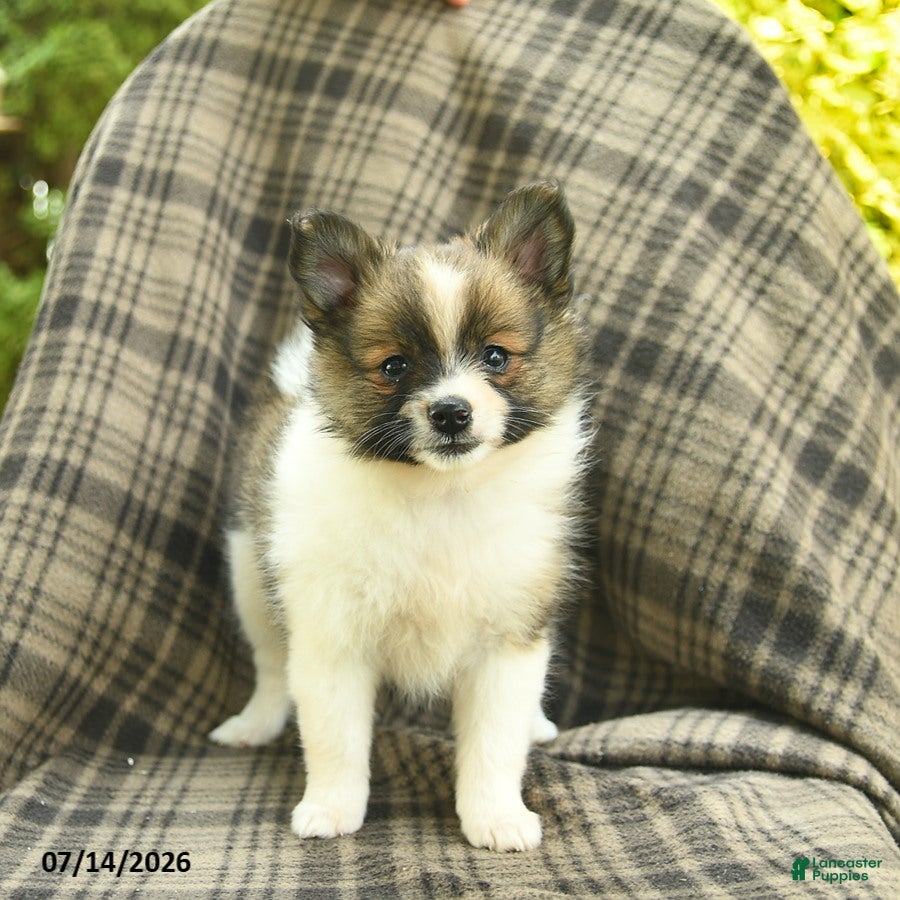 Pomeranian dogs Sunny  - Ad 1