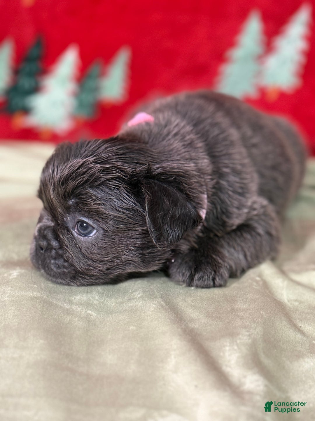 French Bulldog dogs for sale: 💗 Joy - Ad 6