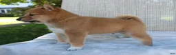 Shiba Inu dogs for sale: Leo - Ad 3