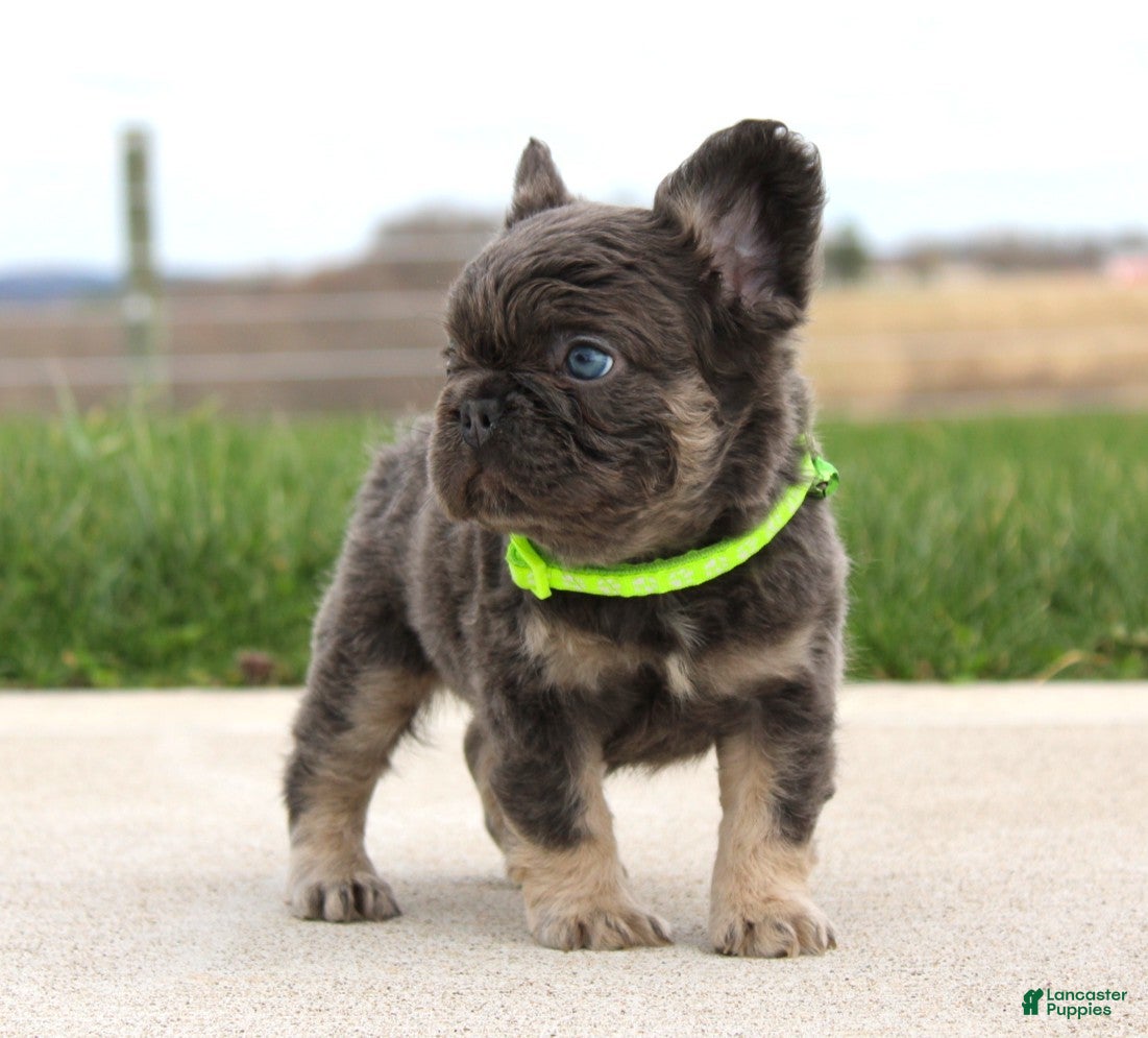 French Bulldog dogs Bentley - Ad 2