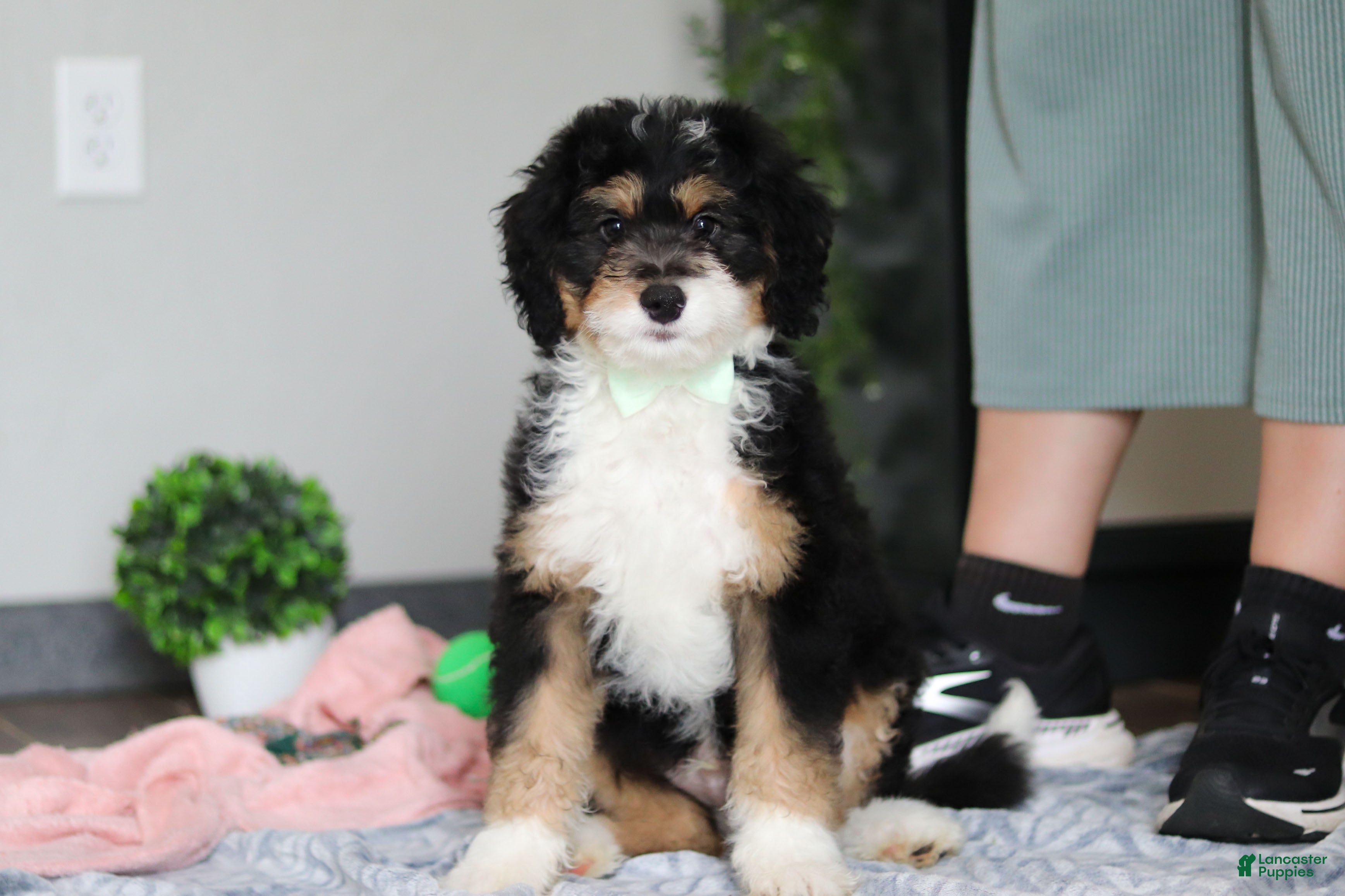 Mini Bernedoodle dogs for sale: Brock - Ad 1