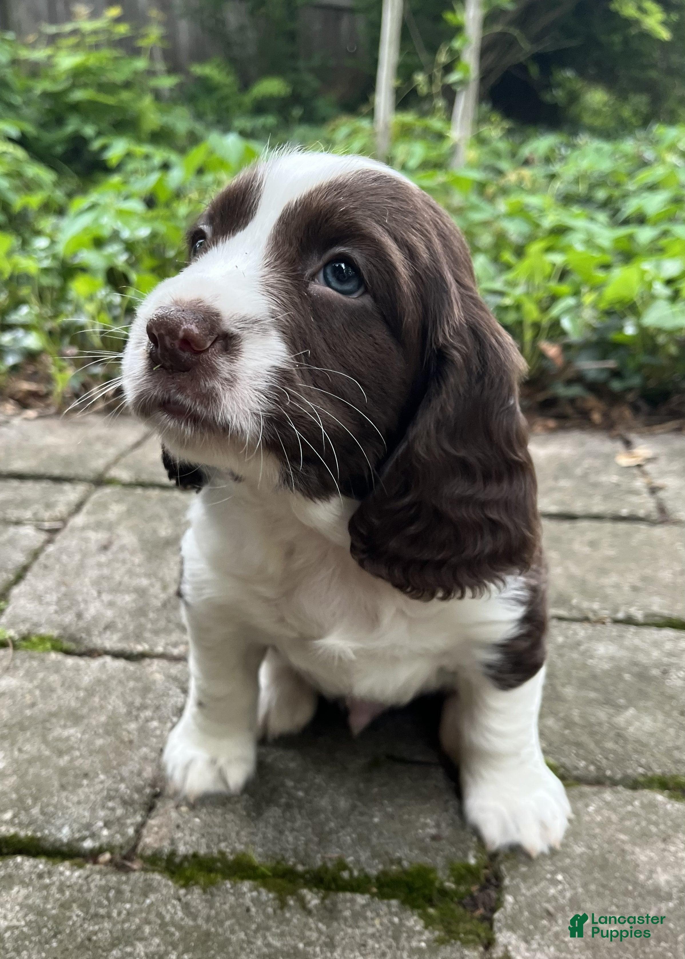 English Springer Spaniel dogs Raisin - Ad 32
