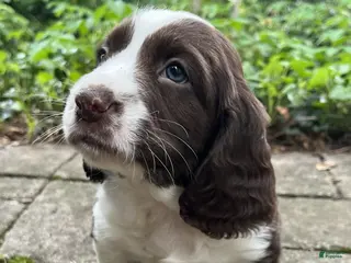 English Springer Spaniel dogs Raisin - Ad 32