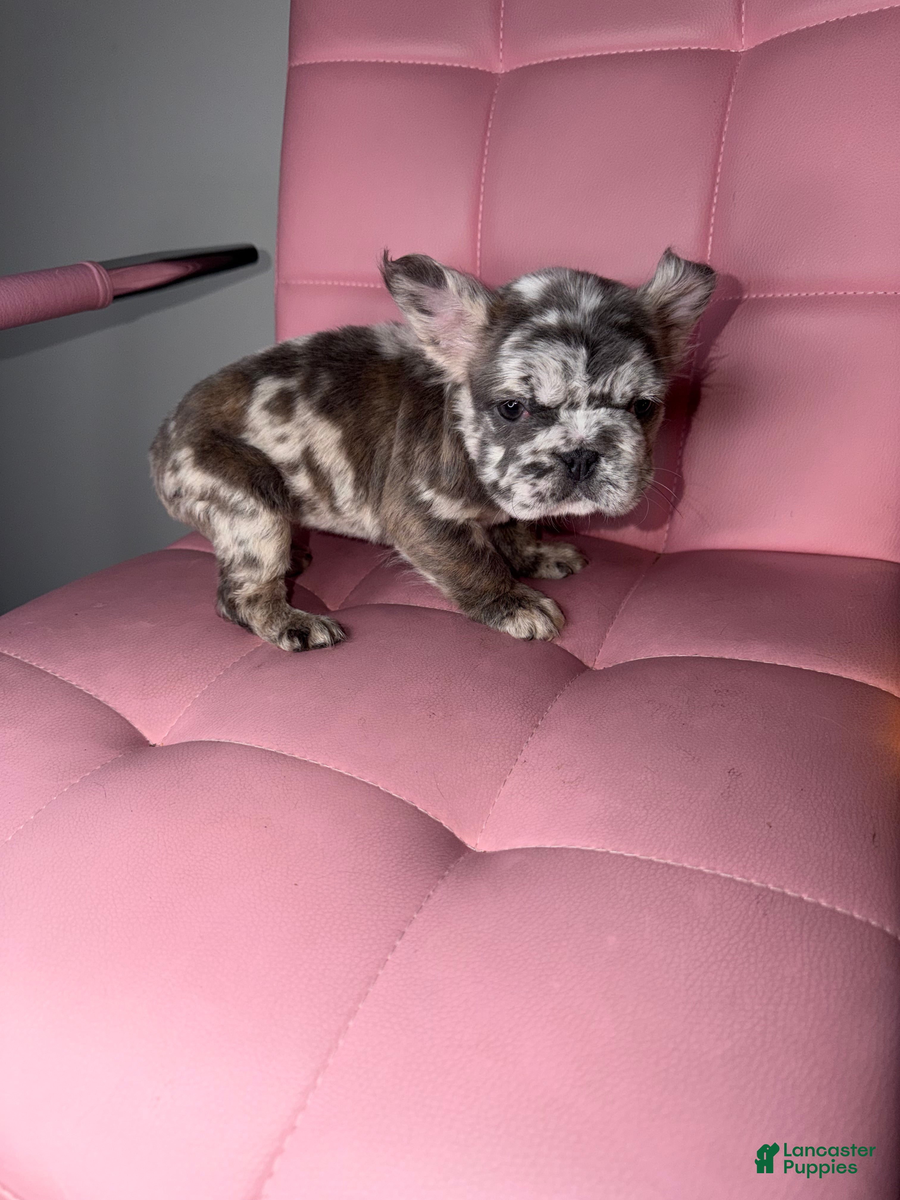 French Bulldog dogs French Bulldog Puppy 3 - Ad 2