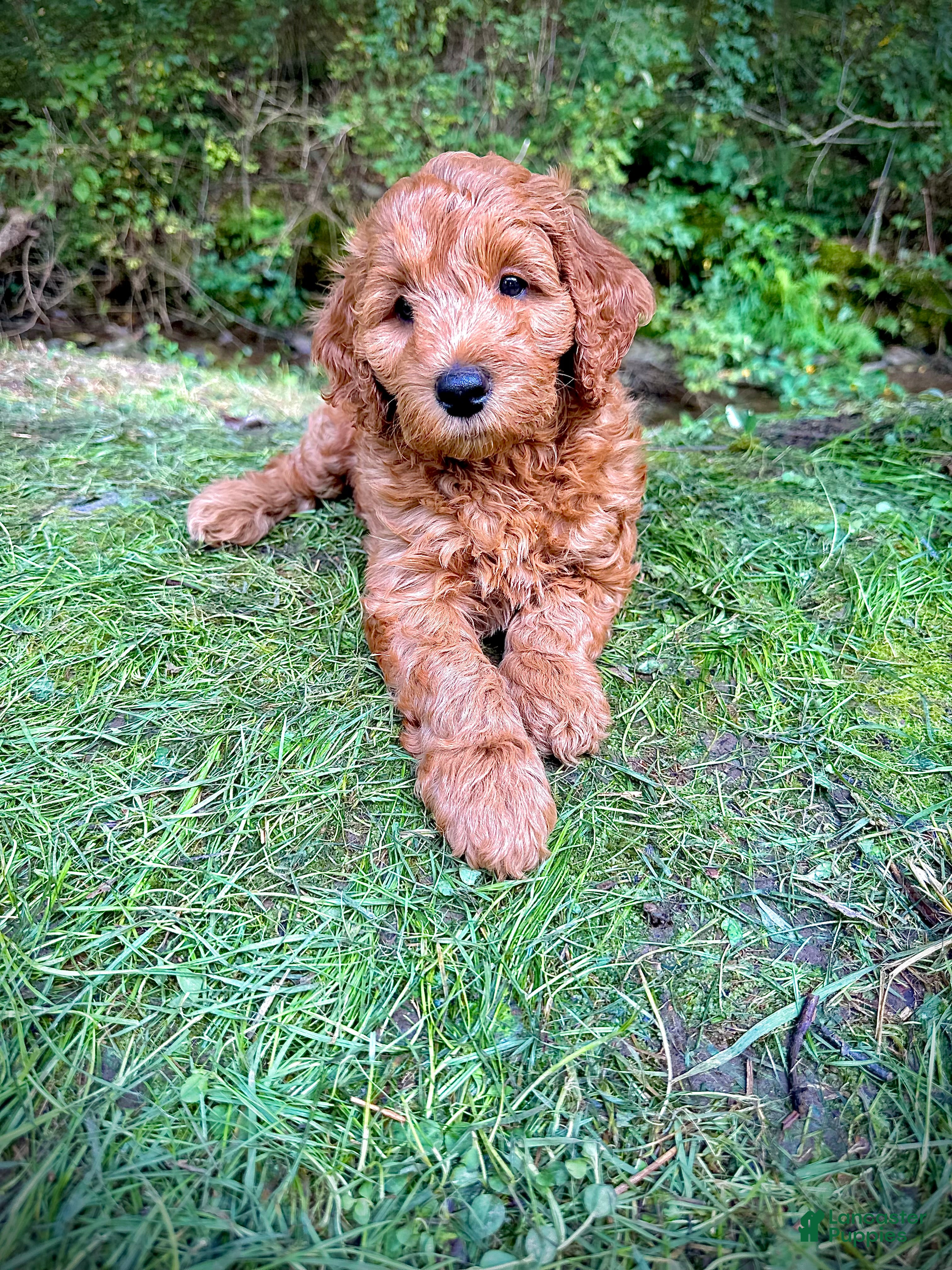 Irish Doodle dogs Rusty  - Ad 10
