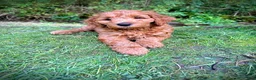 Irish Doodle dogs for sale: Rusty  - Ad 1