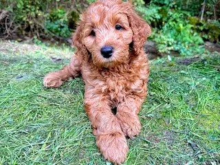 Irish Doodle dogs Rusty - Ad 10