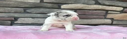 Frenchton dogs for sale: Daisy  - Ad 3