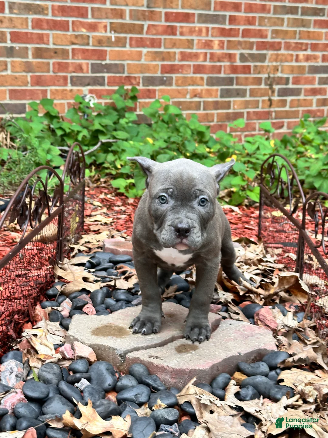 American Bully dogs for sale: Star, blue female w/ white snip - Ad 1
