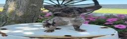 Chihuahua dogs for sale: Tina - Ad 6