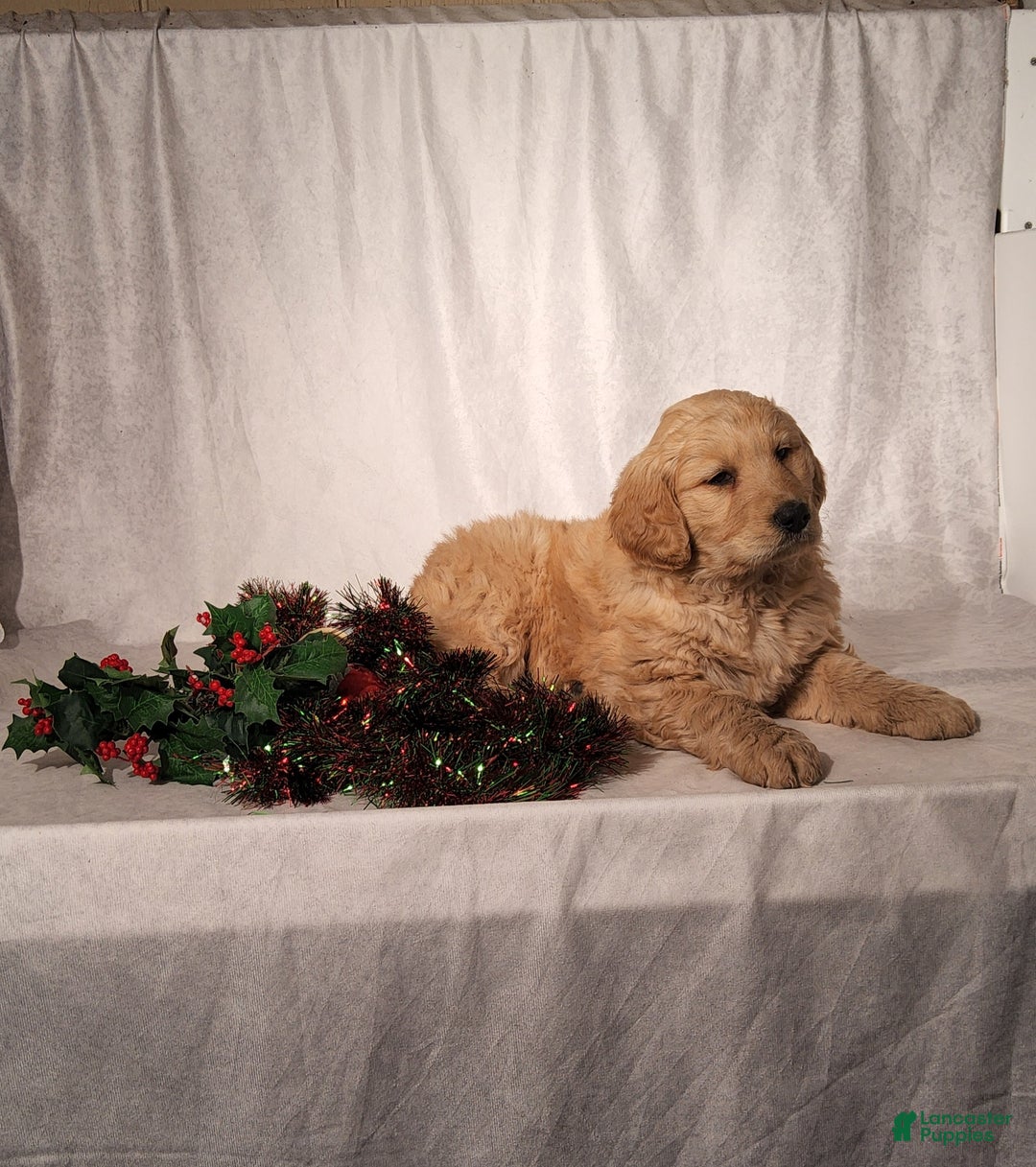 Goldendoodle dogs for sale: Becky - Ad 7