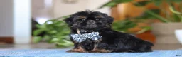Shih Tzu dogs for sale: Romeo - Ad 3