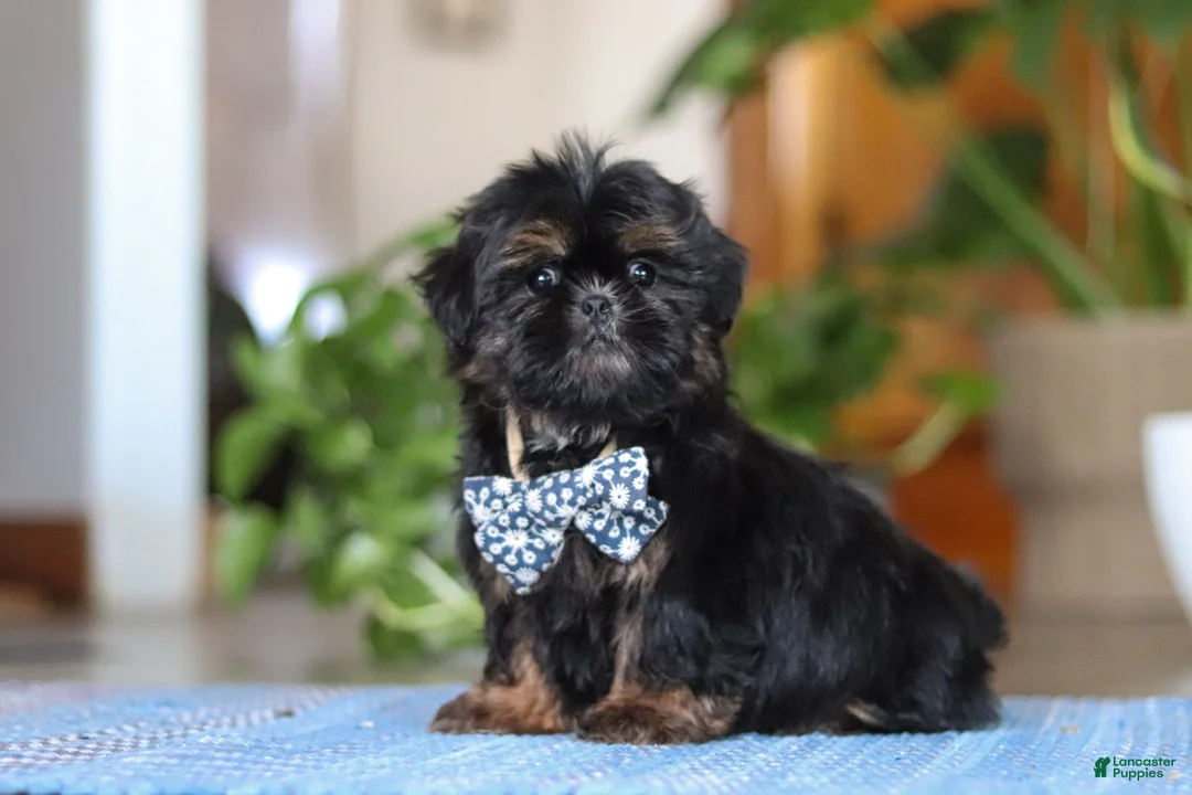 Shih Tzu dogs for sale: Romeo - Ad 3