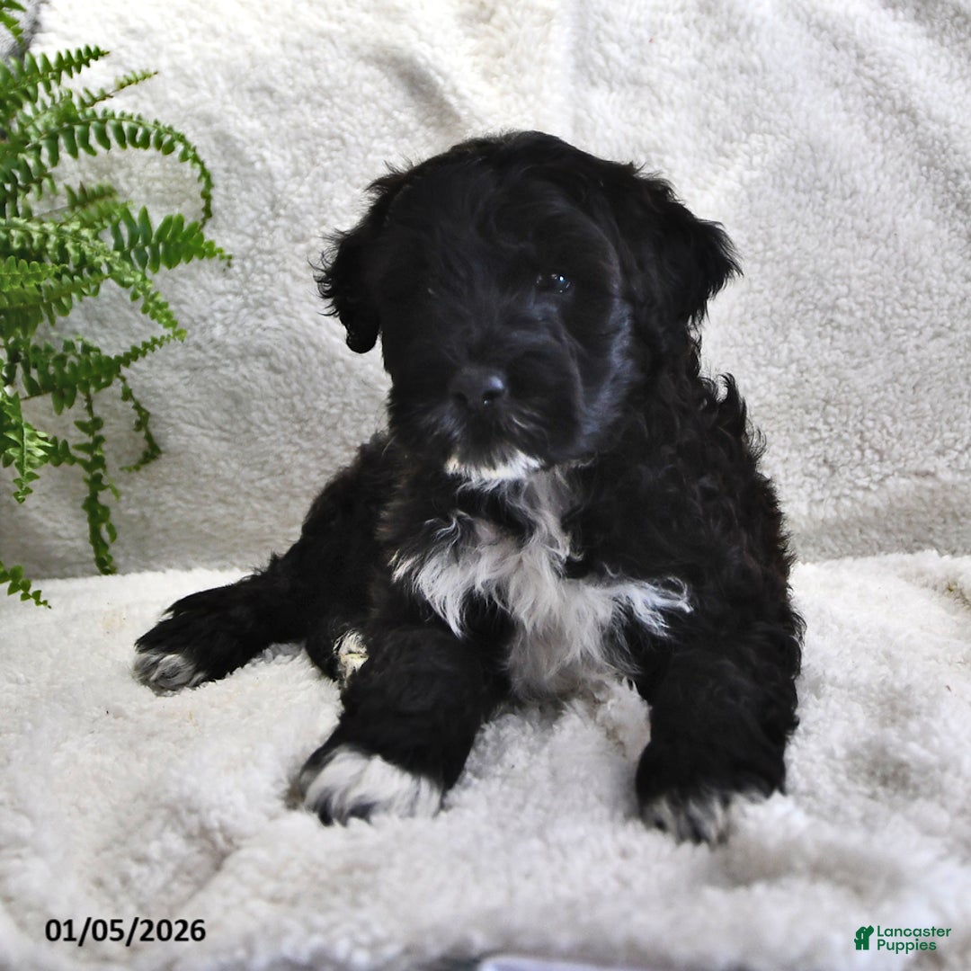 Portuguese Water Dog dogs for sale: Denny - Ad 8