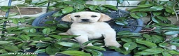 Labrador Retriever dogs for sale: Maple   - Ad 1