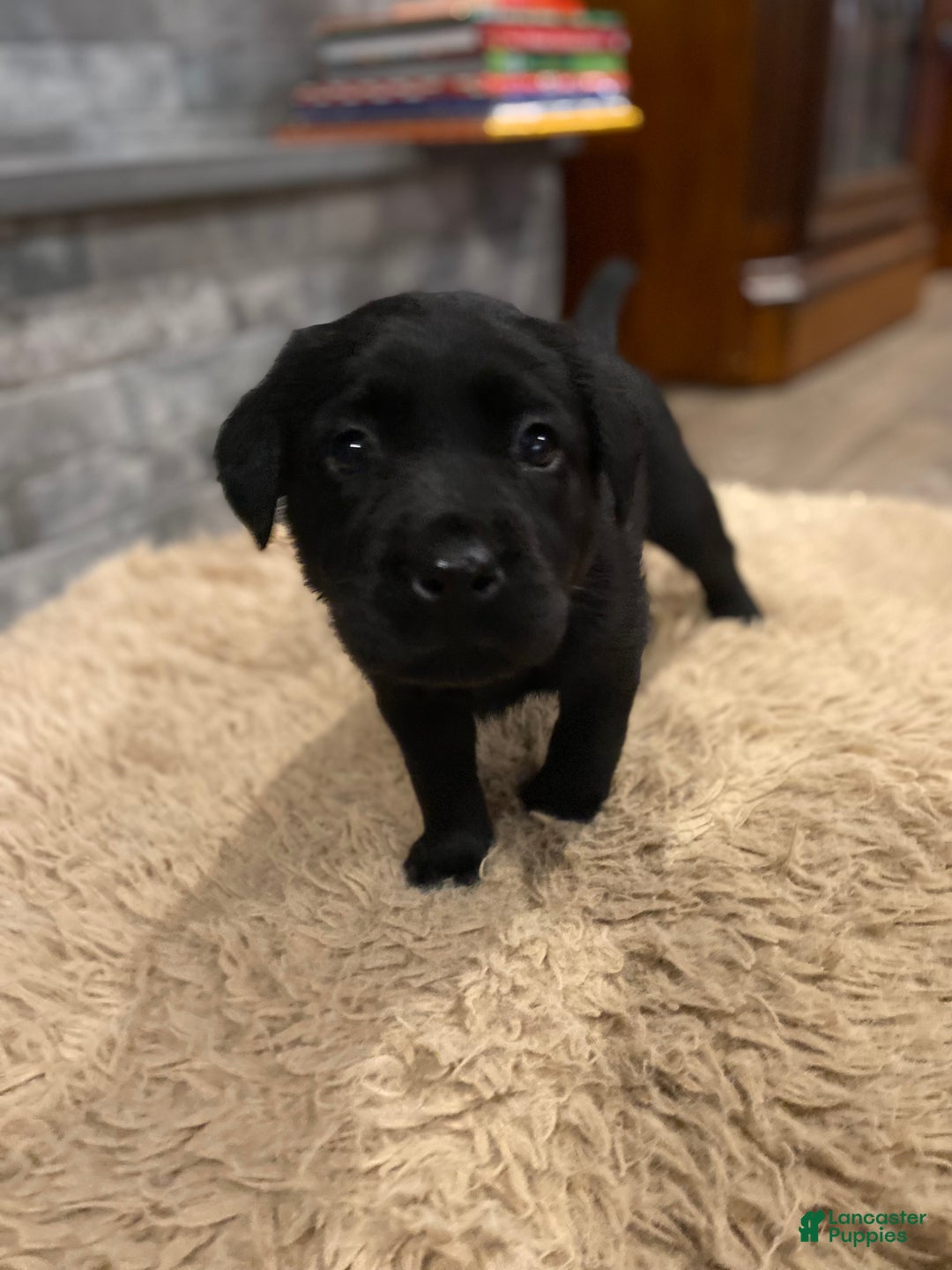 Labrador Retriever dogs for sale: Black Female 2 - Ad 2