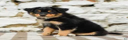Australian Shepherd dogs for sale: Trisha - Ad 4