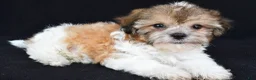 Teddy Bear dogs for sale: Chip - Ad 9