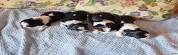 English Springer Spaniel dogs for sale: Jo - Ad 7