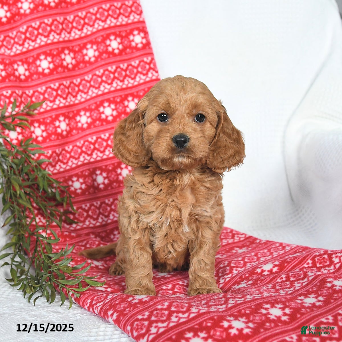 Cockapoo dogs Ozzy - Ad 3