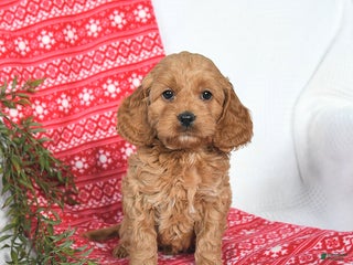 Cockapoo dogs Ozzy - Ad 3