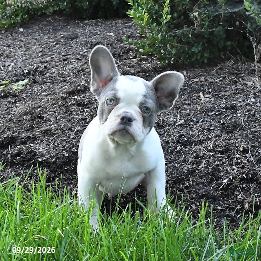 French Bulldog dogs Scout - Ad 2