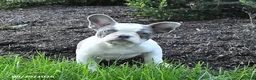 French Bulldog dogs for sale: Scout - Ad 2