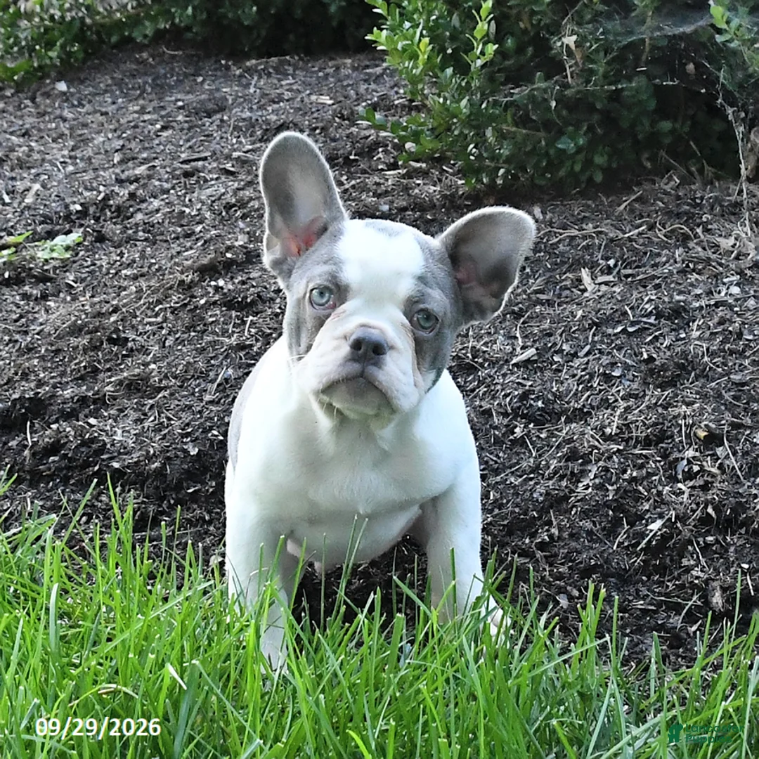 French Bulldog dogs for sale: Scout - Ad 2