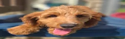 Cavapoo dogs for sale: Glacier - Ad 6
