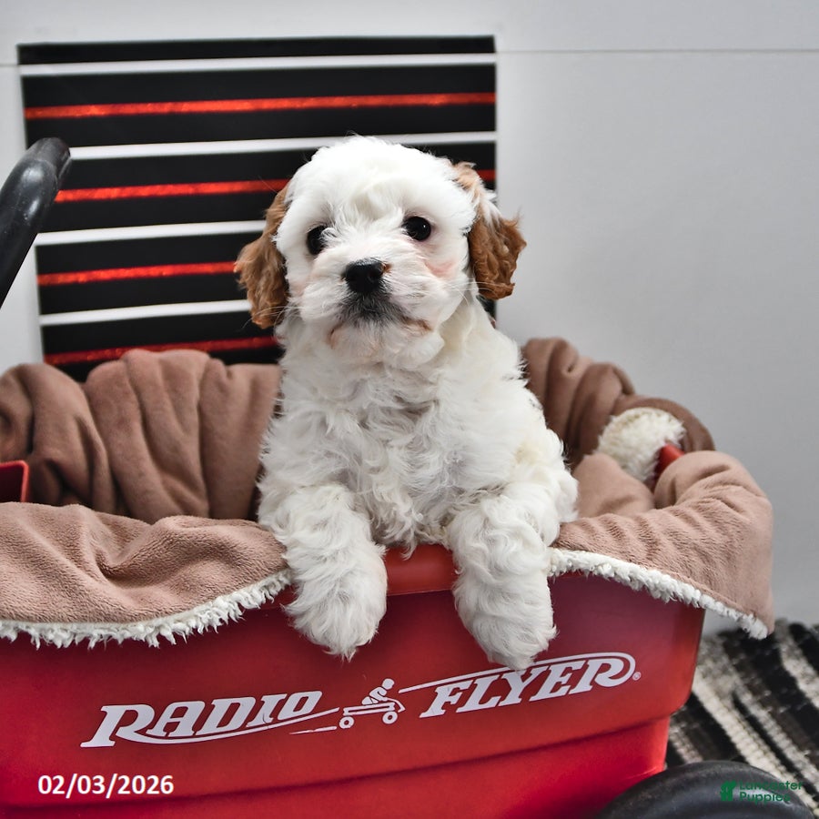 Cavapoo dogs for sale: Stacy - Ad 1