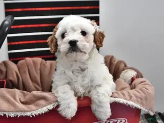 Cavapoo dogs for sale: Stacy - Ad 1