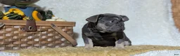 French Bulldog dogs for sale: Yoda - Ad 6