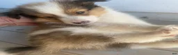 Shetland Sheepdog dogs for sale: Clyde  - Ad 3