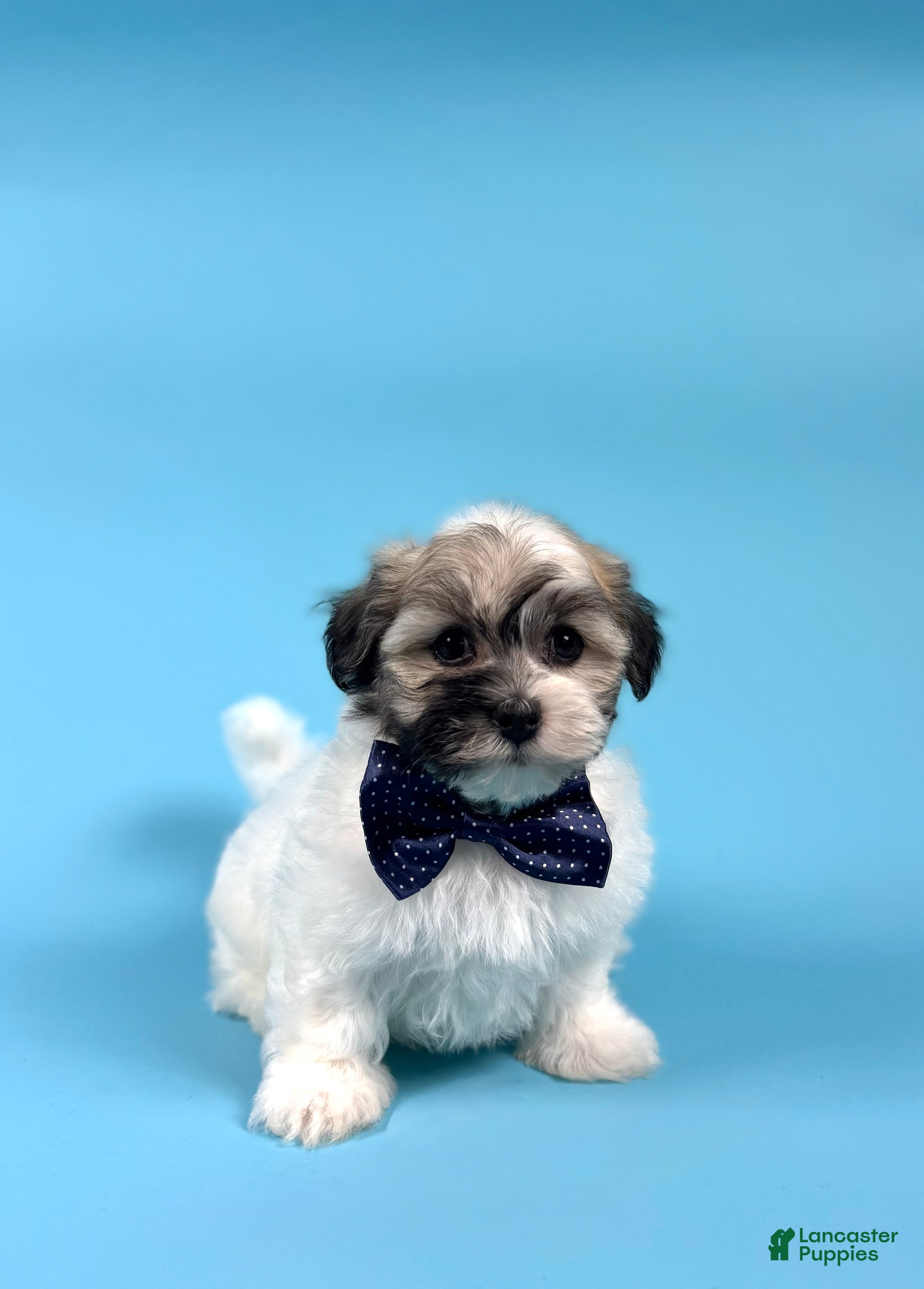 Havanese dogs YASMINE - Ad 1