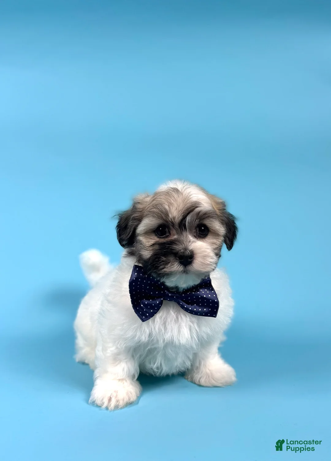 Havanese dogs for sale: YASMINE - Ad 1