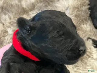 Giant Schnauzer dogs Benedict - Ad 14