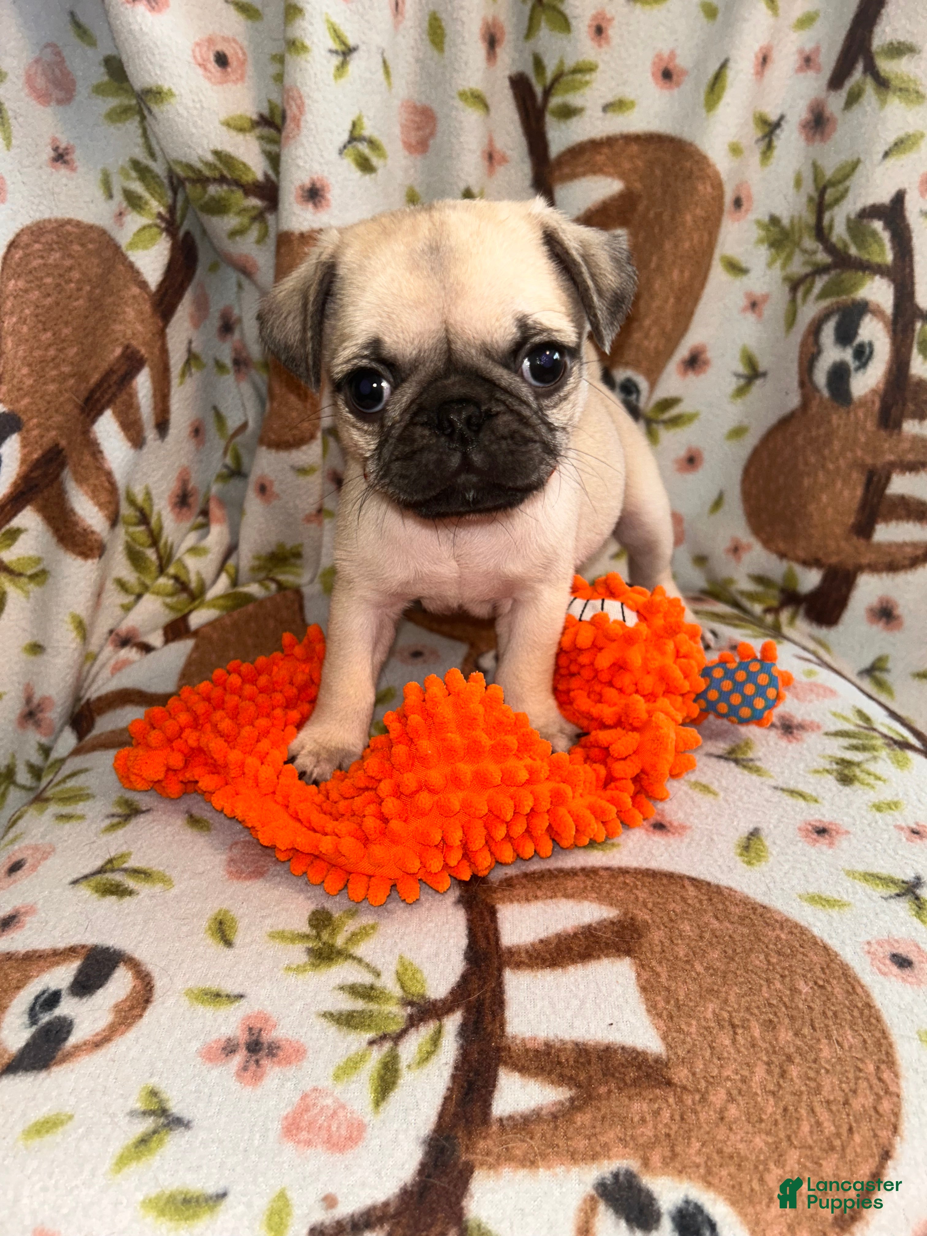 Pug dogs Guppy - Ad 42