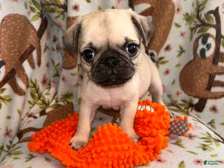 Pug dogs Guppy - Ad 42