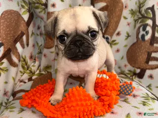 Pug dogs Guppy - Ad 31