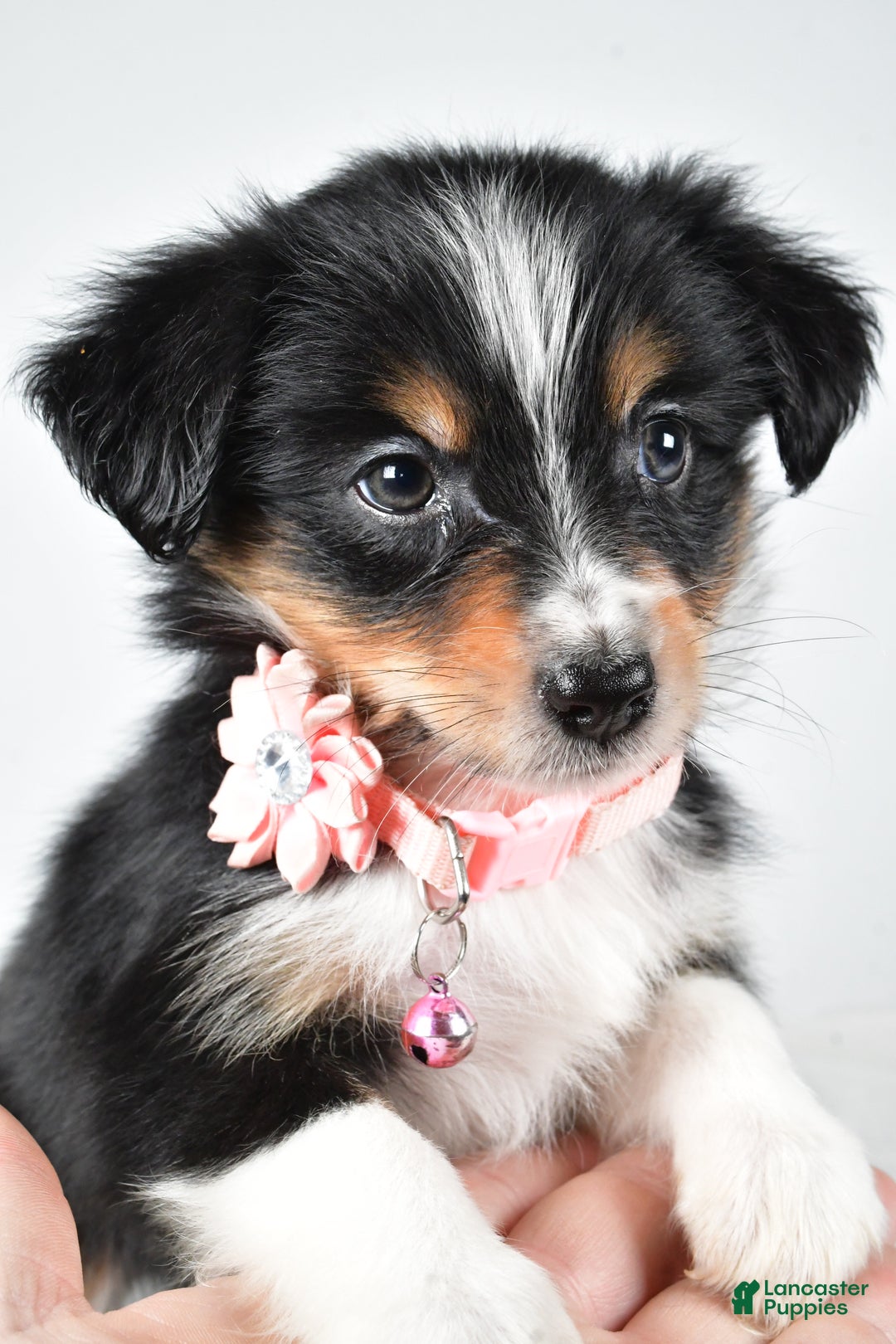 Miniature Australian Shepherd dogs for sale: Jean - Ad 6