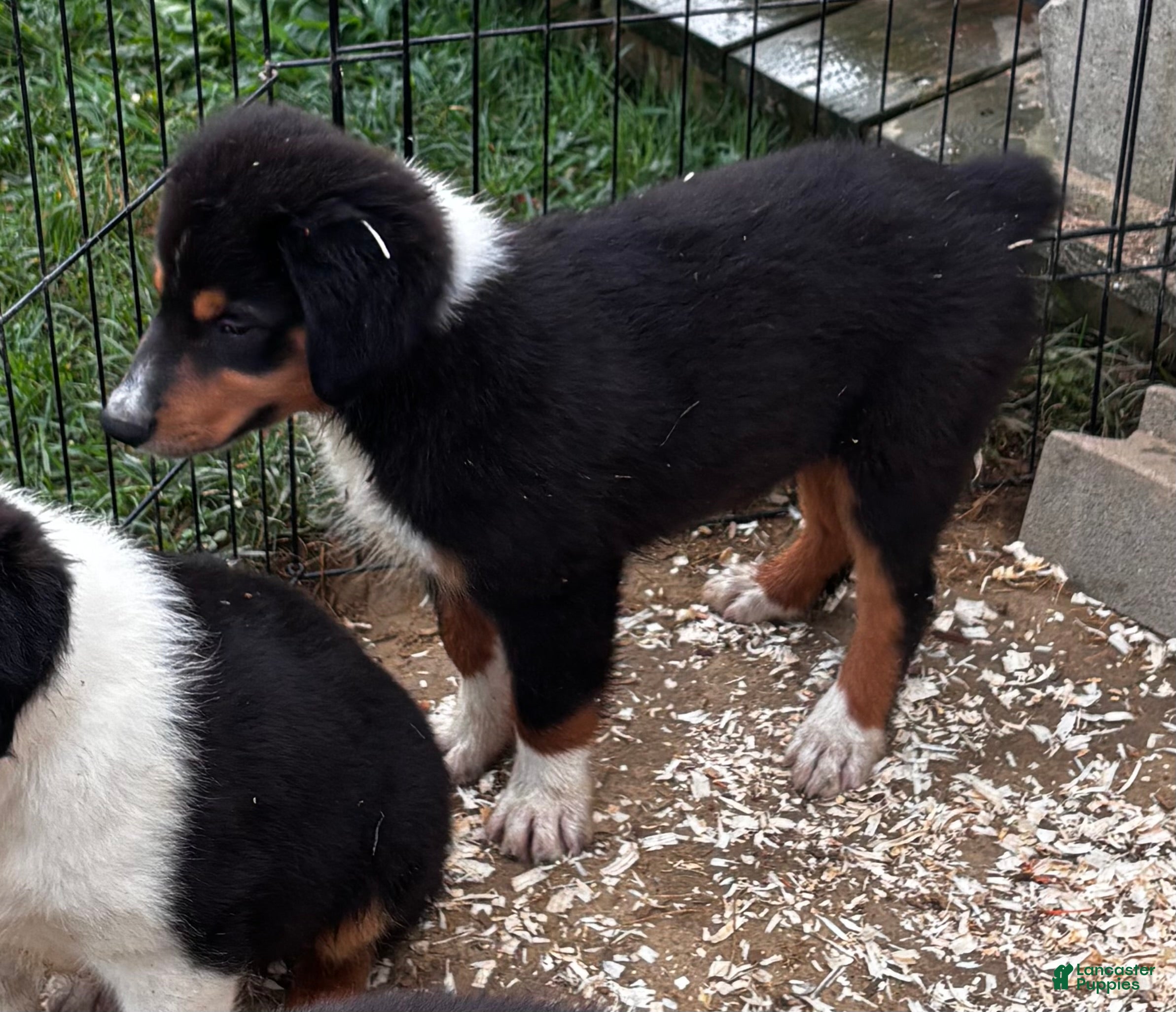 Miniature Australian Shepherd dogs #9 Sam - Ad 2