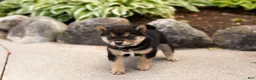 Shiba Inu dogs for sale: Matrika  - Ad 3