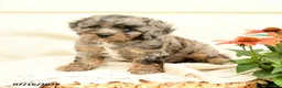 Cavapoo dogs for sale: Romeo - Ad 5