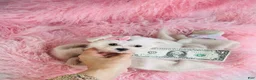 Maltese dogs for sale: Maltese 1 - Ad 2