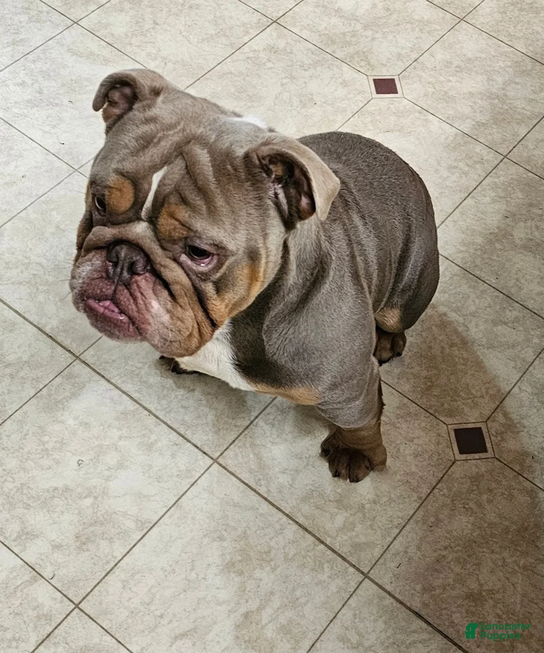 Mixed Breed dogs for sale: Mixed Breed Puppy 6 - Ad 3