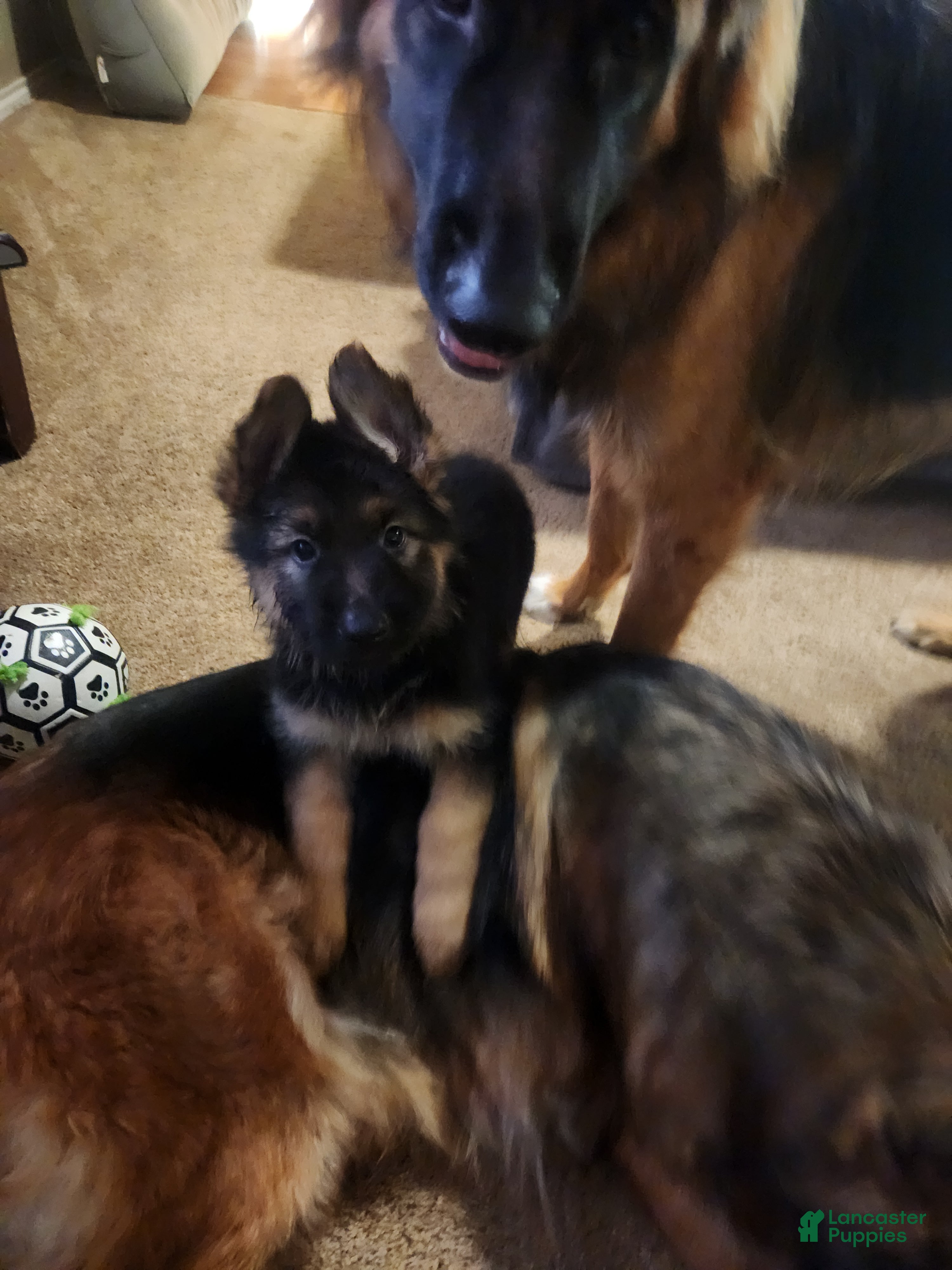 German Shepherd dogs for sale: German Shepherd 1 - Ad 3