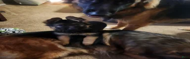 German Shepherd 1