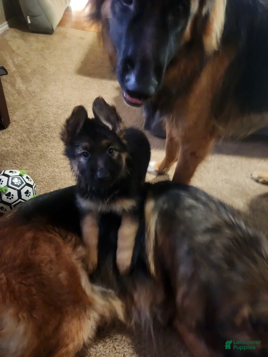 German Shepherd dogs for sale: German Shepherd 1 - Ad 1